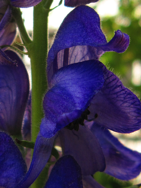 Delphinium