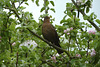 Stratford-upon-Avon 2013 – Common Blackbird