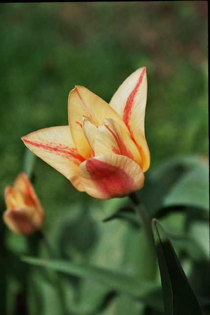 Tulp