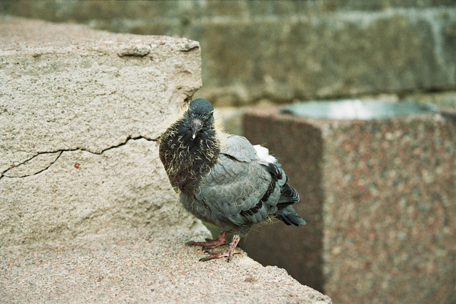 Tuvipoeg