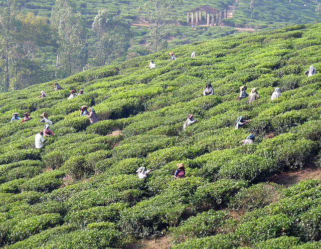 Tea Pickers at Work