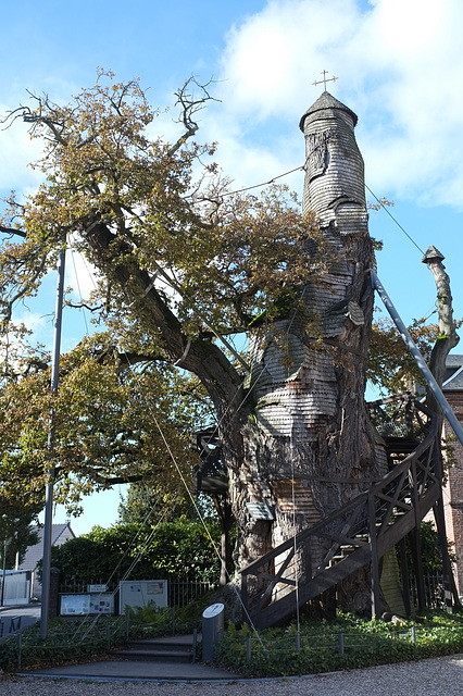 Le Chêne d'Allouville-Bellefosse - Seine-Maritime