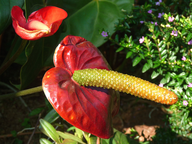 Anthurium