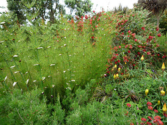 bamboo bottlebrush aloe