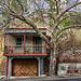 Arizona Sycamore