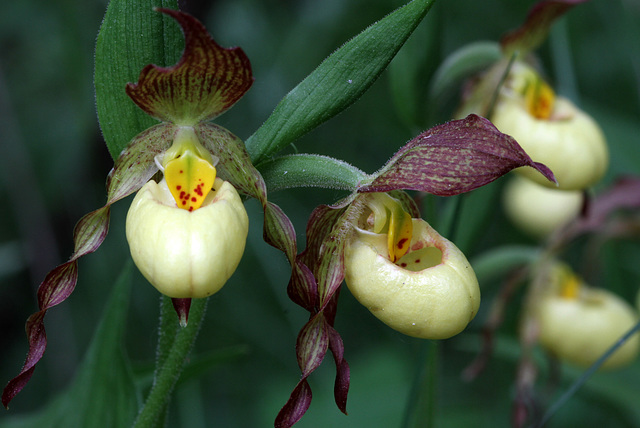 Cypripedium x columbianum