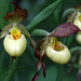 Cypripedium x columbianum