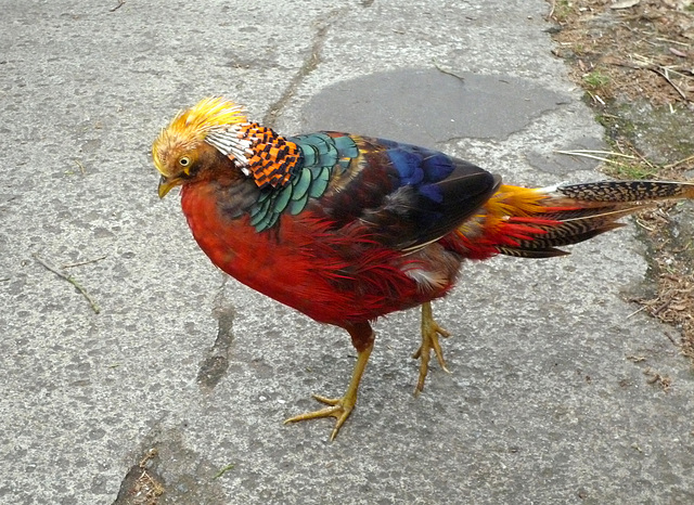How pleasant to be a Golden Pheasant
