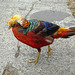 How pleasant to be a Golden Pheasant