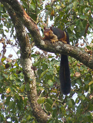 Malabar Giant Squirrel #1