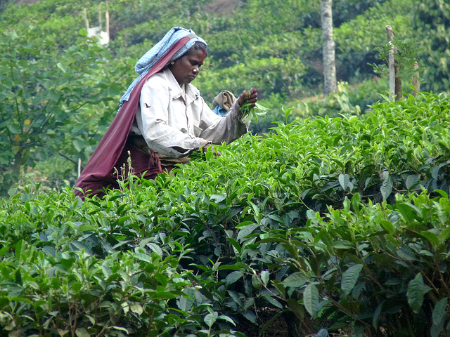 Tea Picker