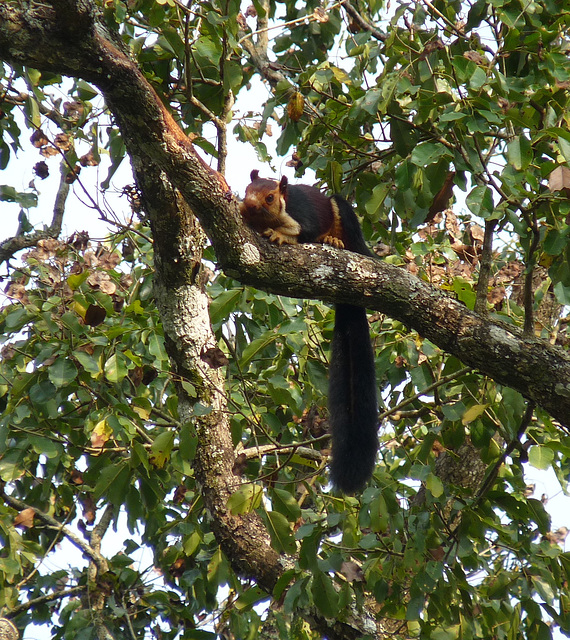 Malabar Giant Squirrel #2