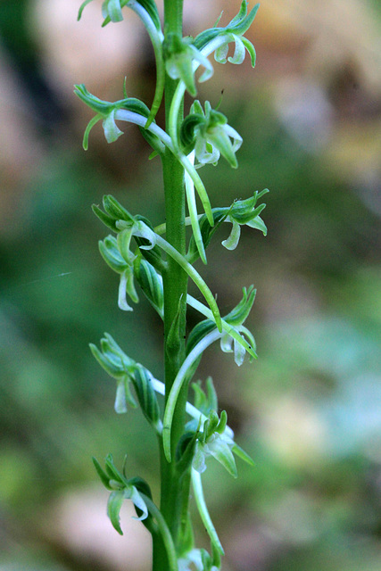 Long-spurred Piperia