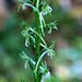 Long-spurred Piperia