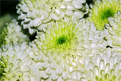 Mini-Chrysanthemen als Blumengruß zum Wochenende