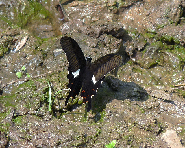 Unidentified Butterfly