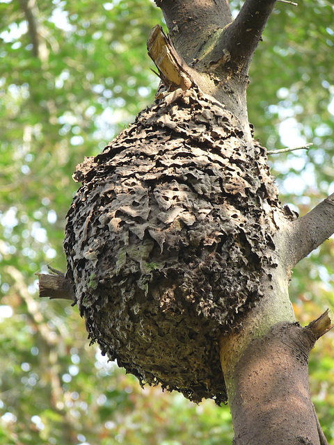 Ant Nest