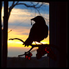 the crow in my window