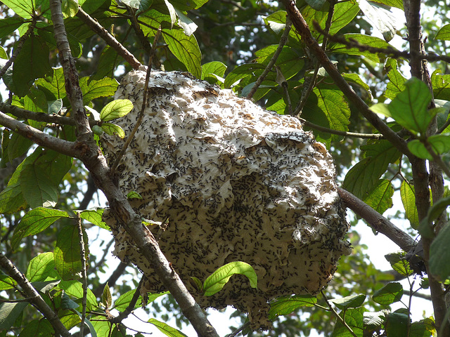 Wasp Nest