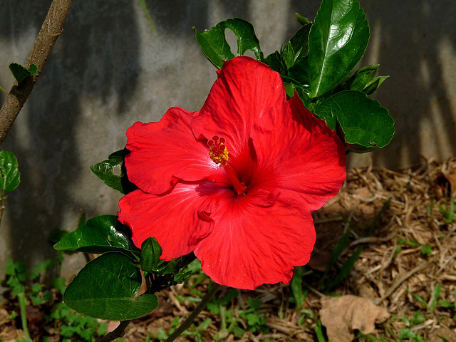 Hibiscus