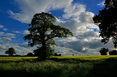 Blustery summer evening, Staffordshire