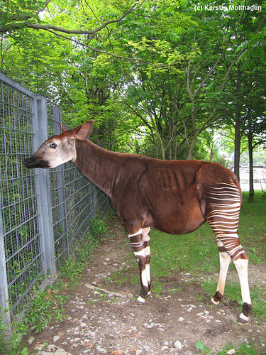 Okapi Kabinda