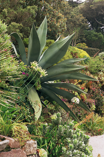 Agave