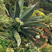 Agave