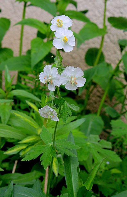 Geranium phaeum (2)