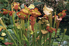 Sarracenia