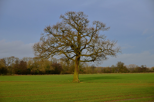 Staffordshire Fields