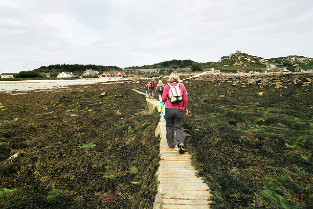 Seaweed avenue