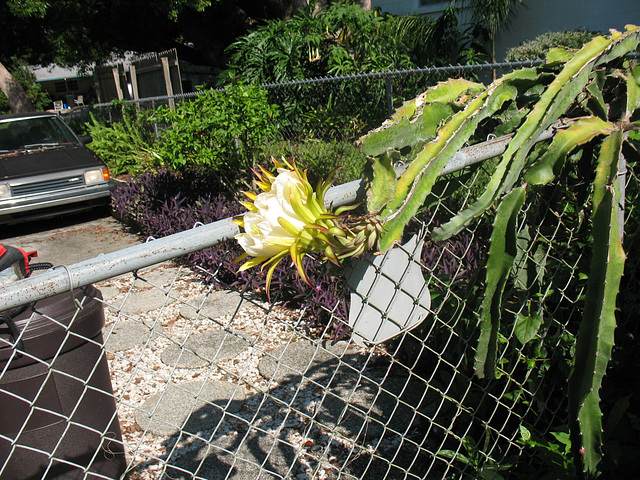 A Cereus Saga .. all are straight from camera, no extra charge for flaws by photog! Main photo was taken 23 July 2009 & it is beginning to close!