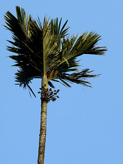 Betel Tree