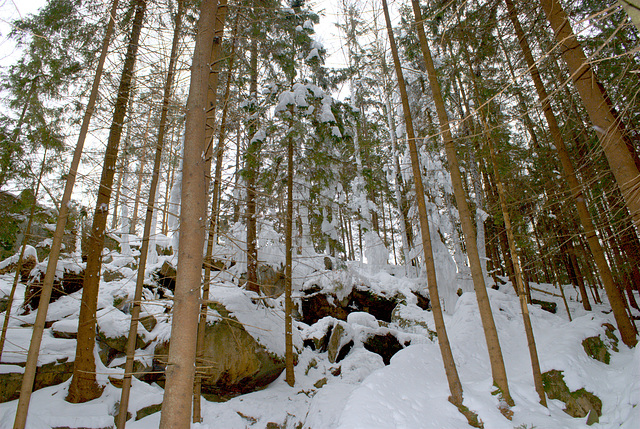 Der Karpatenwald im Winter