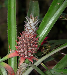 Wild Pineapple