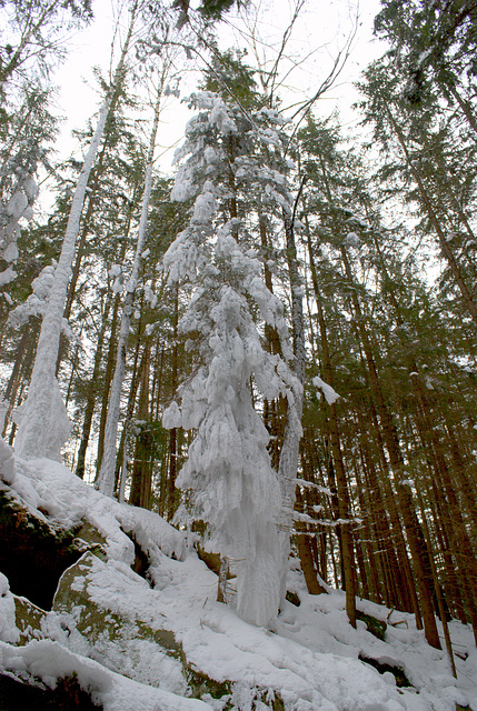 Der Karpatenwald im Winter