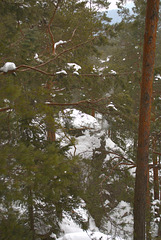 Der Karpatenwald im Winter