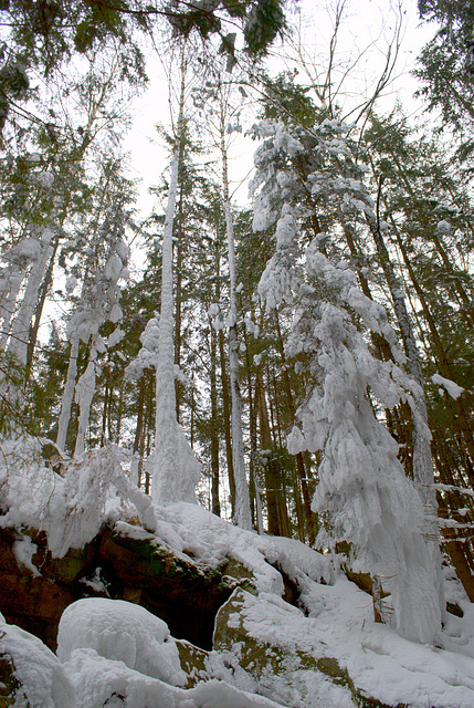 Der Karpatenwald im Winter