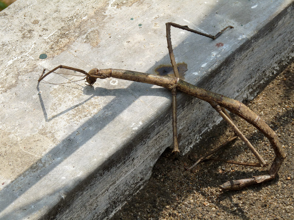 Stick Insect