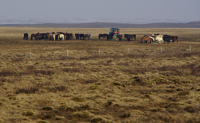 hay delivery