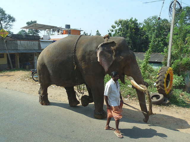 Walking the Elephant