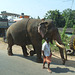 Walking the Elephant