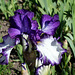 Iris 'Art Deco' (3)