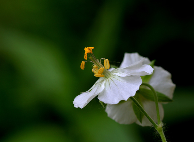 Geranium phaeum (3)