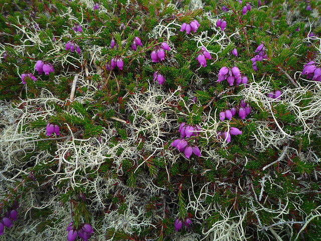 Bell Heather and Lichen