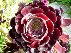 Aeonium