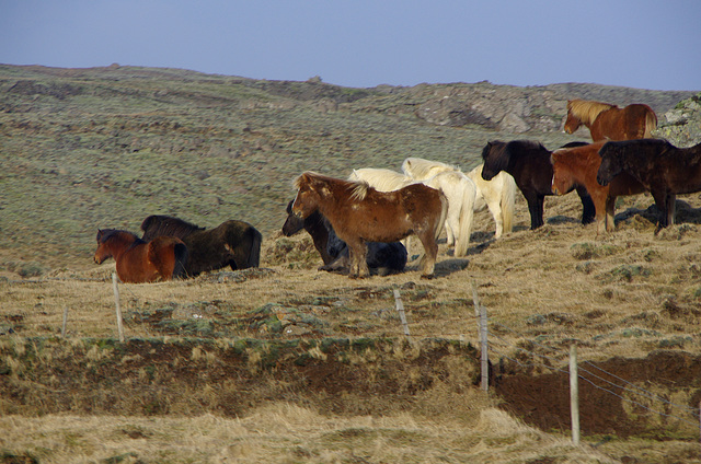 sturdy Icelandic horses