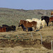 sturdy Icelandic horses