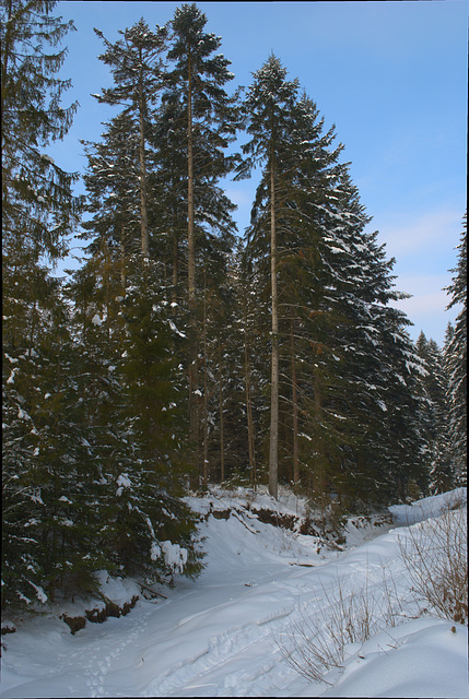 ein Wald in der Nähe der Manjawa